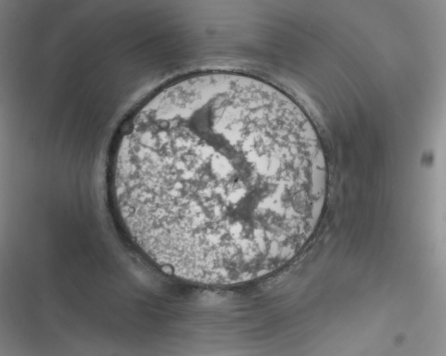 X0000116830346201001081442