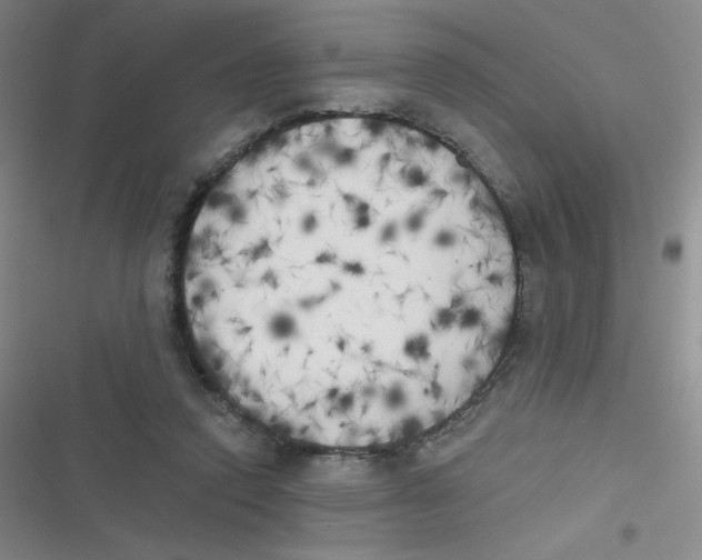 X0000116830354201001081442