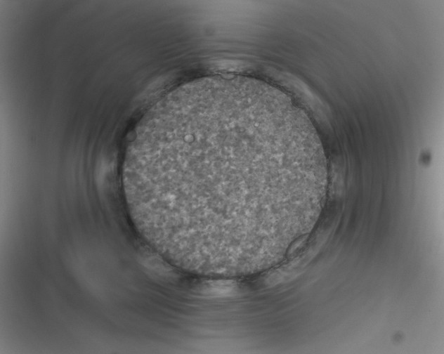 X0000116830377201001081443