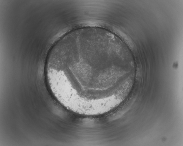 X0000116830394201001081442