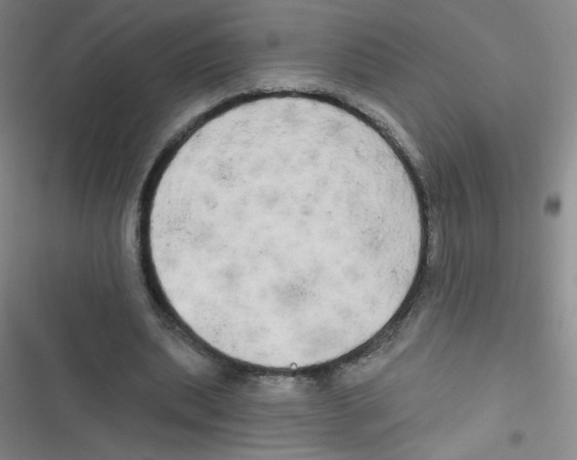 X0000116830439201001081441