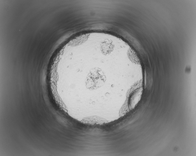 X0000116830483201001081441