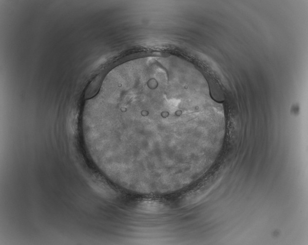 X0000116830596201001081439