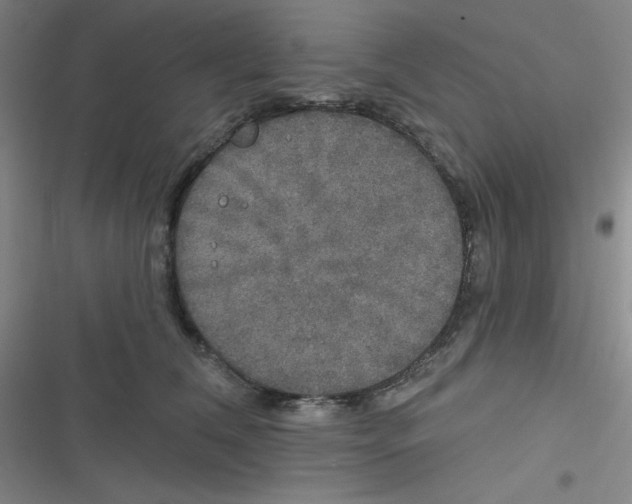 X0000116830612201001081439