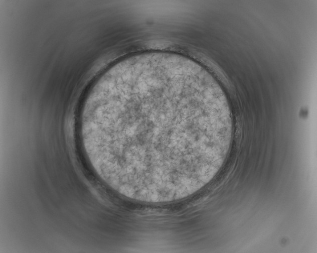 X0000116830626201001081438