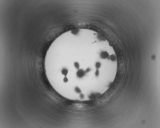 X0000116830654201001081439