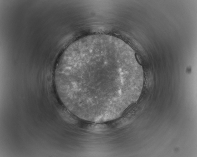 X0000116830716201001081438