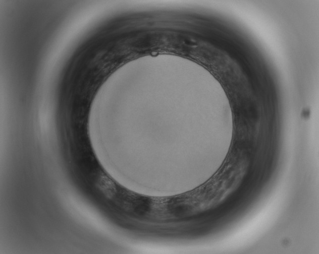 X0000116830766201001081437