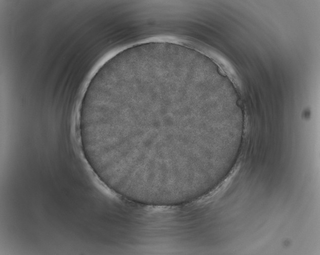 X0000116830808201001081436