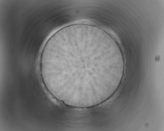 X0000116830816201001081436