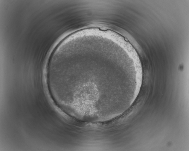 X0000116830955201001081435