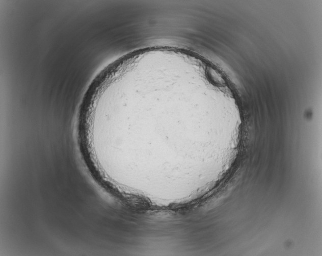 X0000116830991201001081434