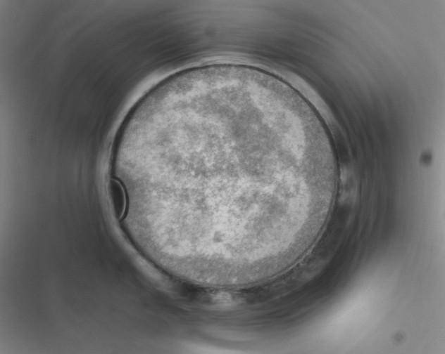 X0000116831005201001081434