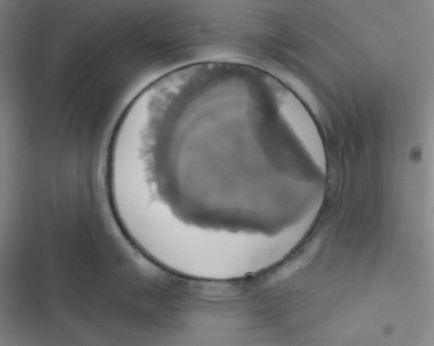 X0000116831007201001081434