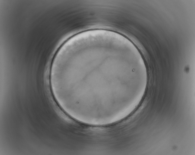 X0000116831246201001081431