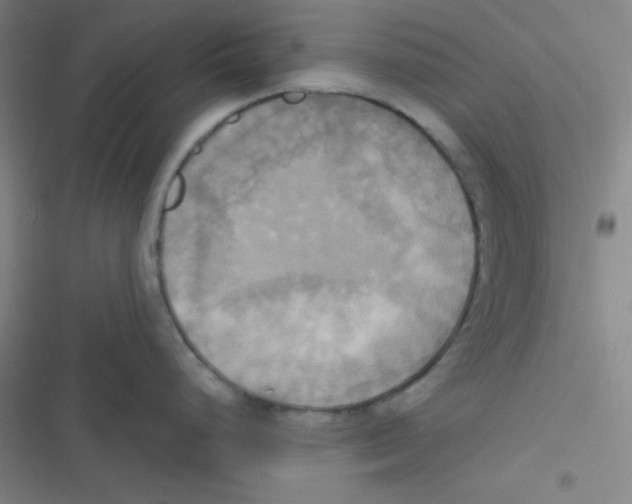 X0000116831248201001081431