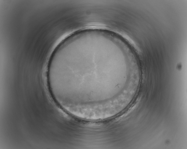 X0000116831325201001081429