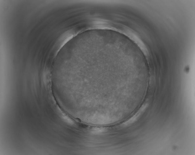 X0000116831385201001081428