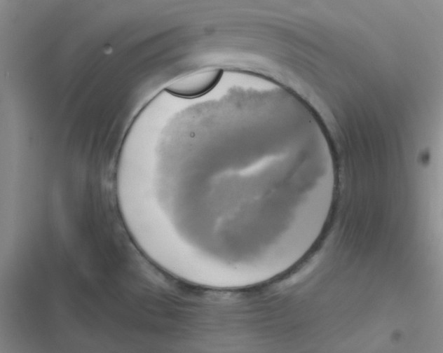 X0000116831529201001081427