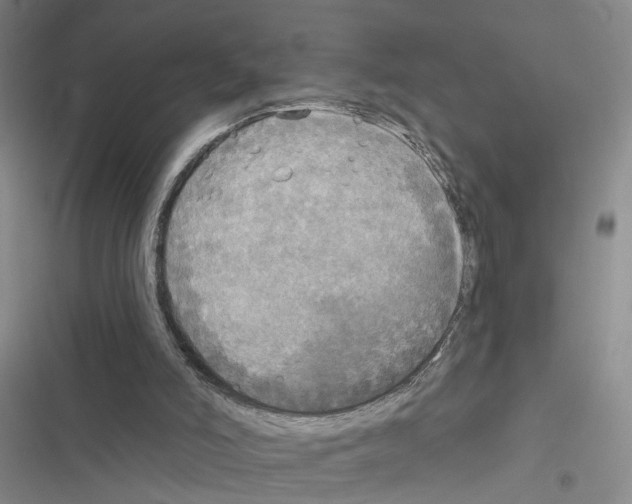 X0000116830006201001151236