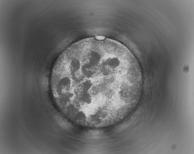 X0000116830065201001151235