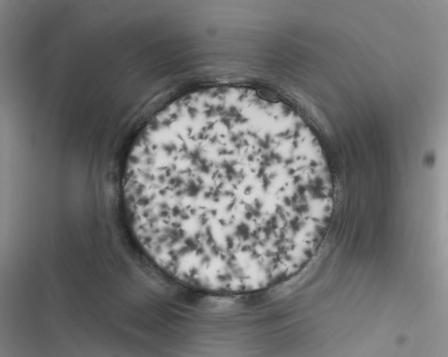 X0000116830170201001151234