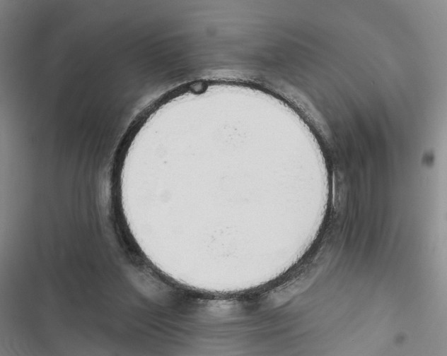 X0000116830204201001151233