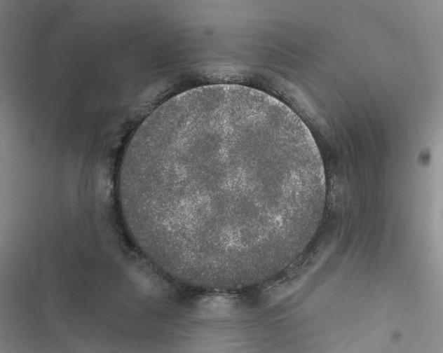 X0000116830259201001151232