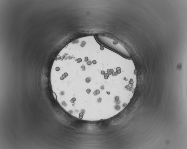 X0000116830264201001151232