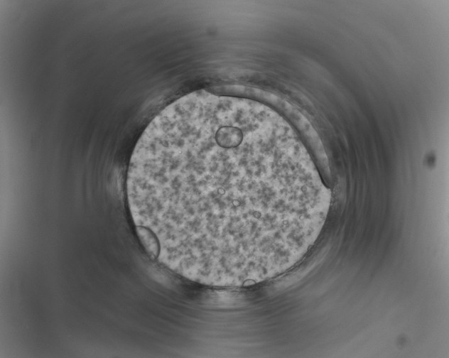 X0000116830286201001151233