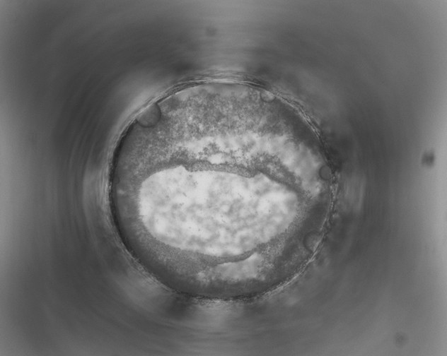 X0000116830293201001151232