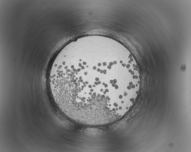 X0000116830298201001151232