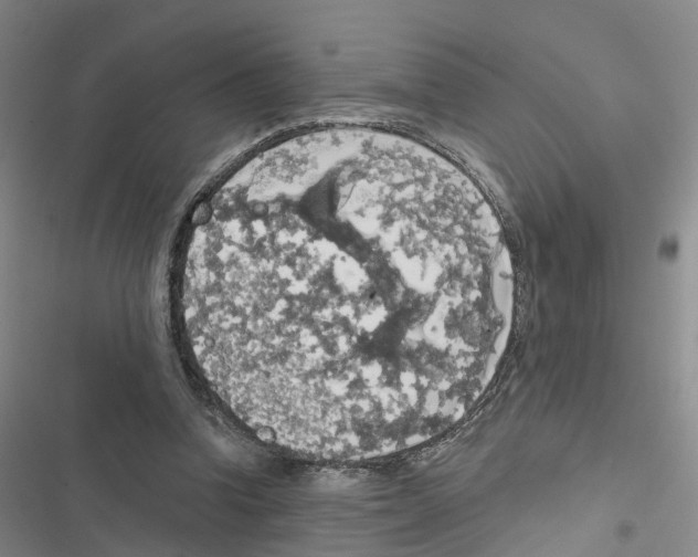 X0000116830346201001151231