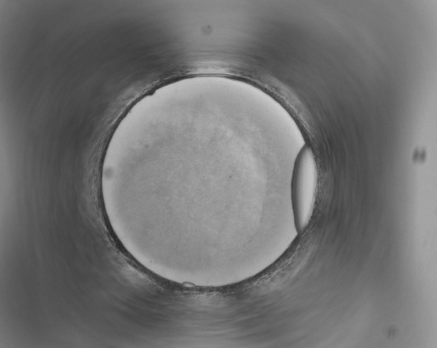 X0000116830385201001151231