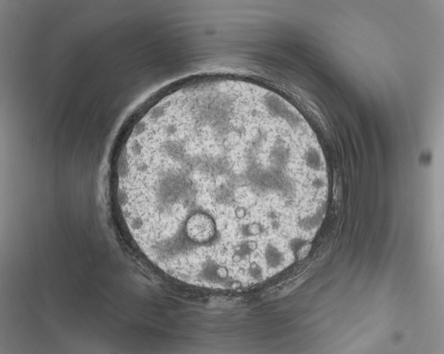 X0000116830388201001151231