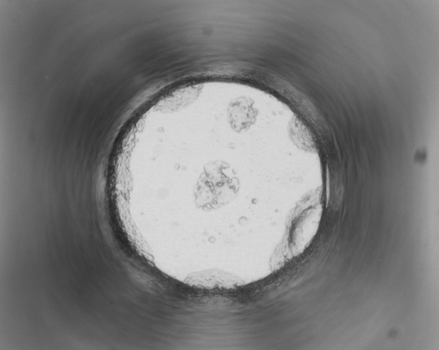 X0000116830483201001151229