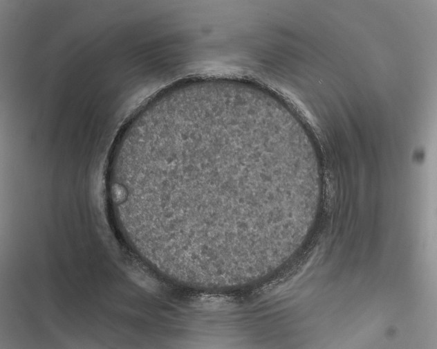 X0000116830487201001151229