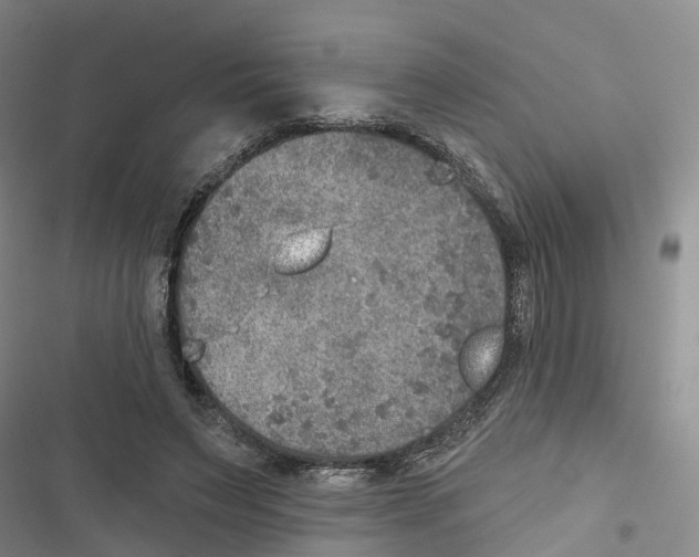 X0000116830495201001151229