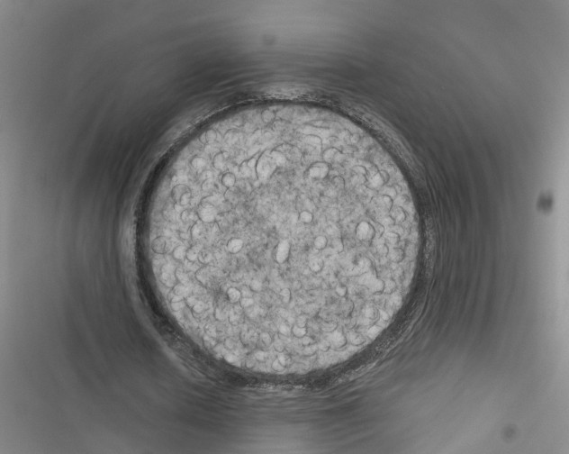 X0000116830626201001151227