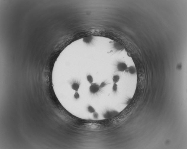 X0000116830654201001151227