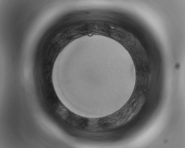 X0000116830766201001151226