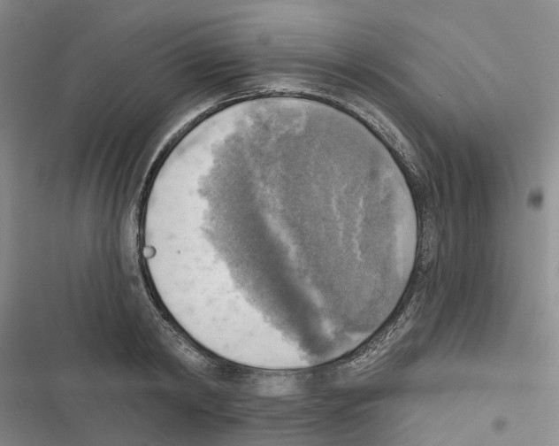 X0000116830798201001151225