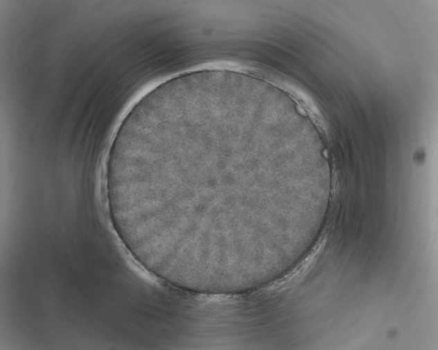 X0000116830808201001151225