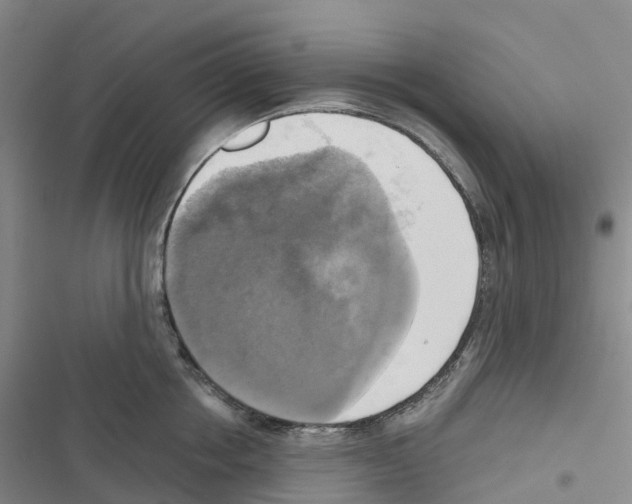 X0000116830858201001151225