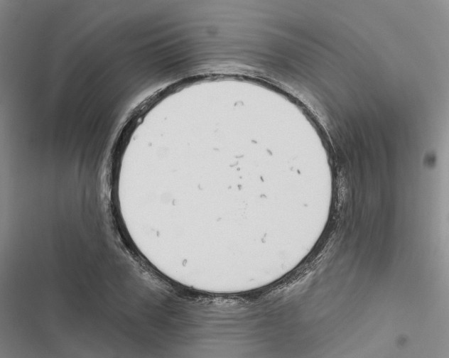 X0000116830979201001151223