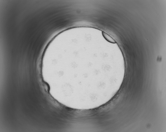 X0000116831008201001151222