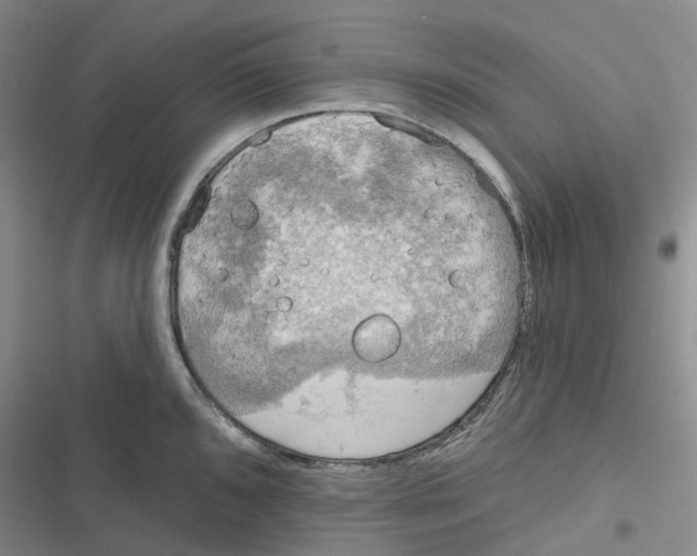 X0000116831096201001151221