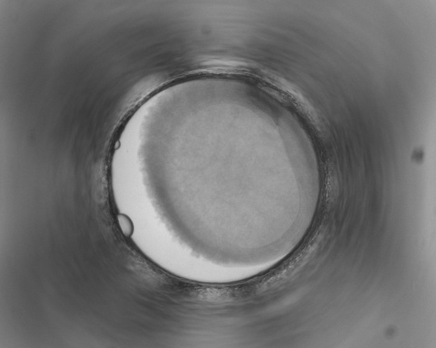 X0000116831362201001151217