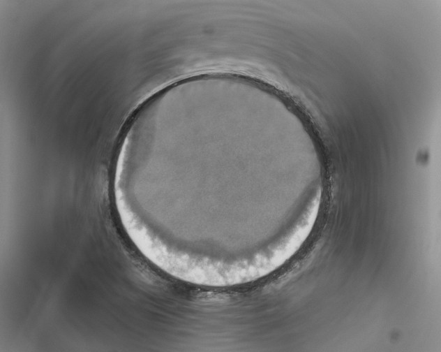 X0000116831505201001151215