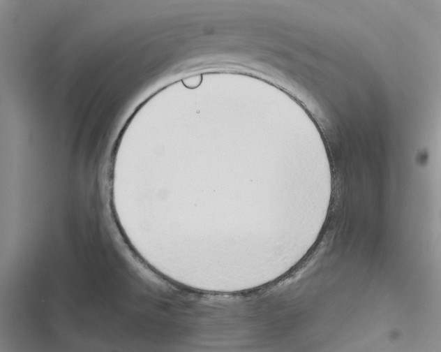 X0000116831526201001151215